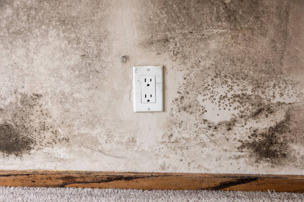 Best Water Damage & Mold Remediation  in Lyman, SC
