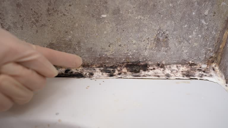 Best Mold Odor Removal Services  in Lyman, SC