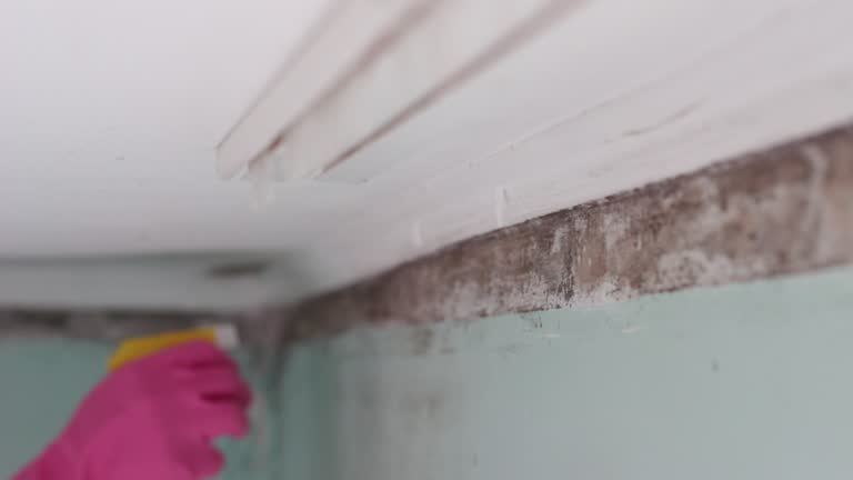 Best Mold Documentation for Insurance Claims  in Lyman, SC
